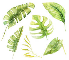一组水彩斑斓的热带绿色植物和树叶，手绘孤立的图画在白色的背景上