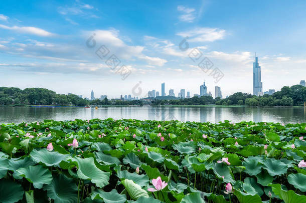 南京玄武湖与城市建筑的天际线