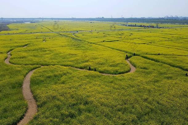 Yuchae 油菜花节在洛东江河, 釜山, 韩国, 亚洲