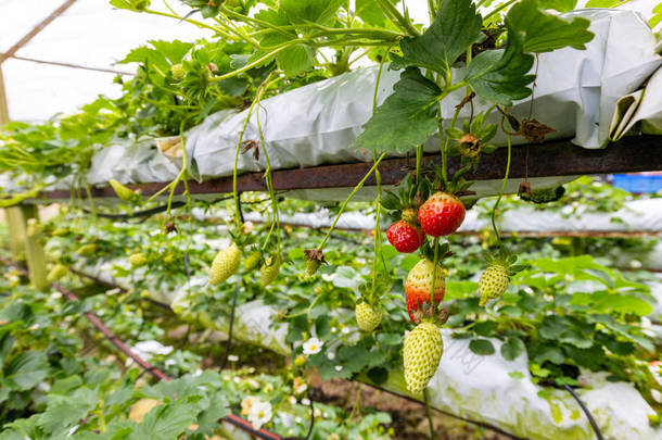 马来西亚金马伦高原的一个化学温室中生长的草莓