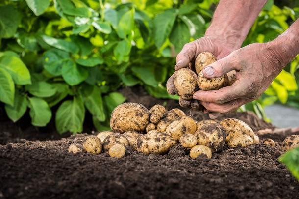 <strong>收获</strong>新鲜土豆从土壤的手
