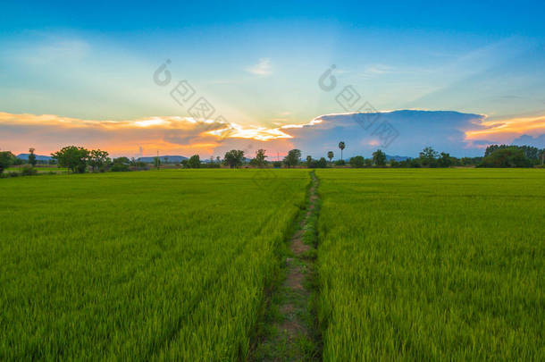 稻田中的小散步方式及其对水稻水分的持续陶醉