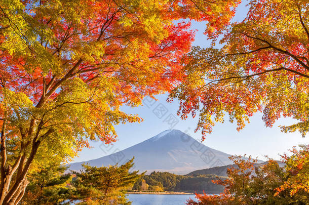 秋天一棵树和山富士