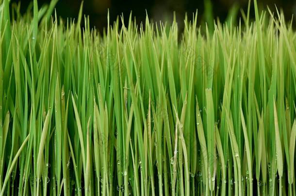 树苗种植水稻的筹备工作.