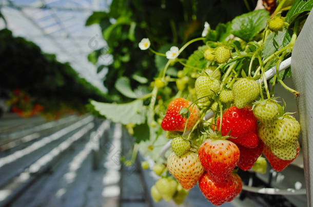 大荷兰温室，everyda 美味有机草莓生长