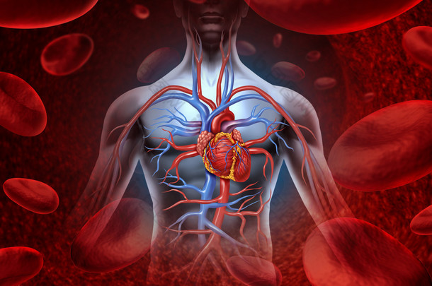 人的心脏血液系统