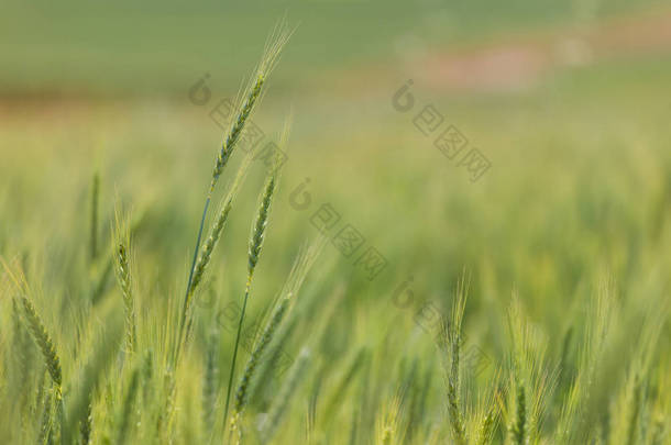 青年绿色种植小麦