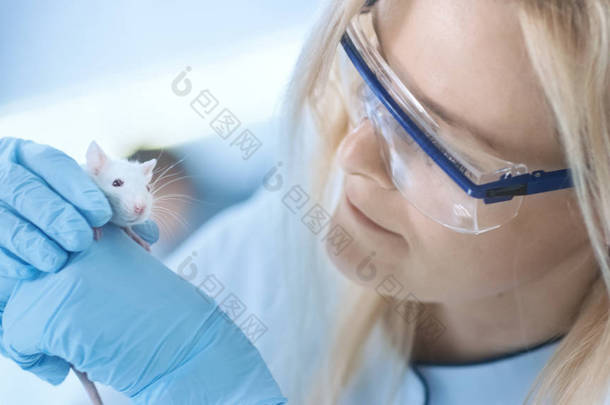 医学研究的科学家认为实验室鼠标。她在<strong>工作</strong> 