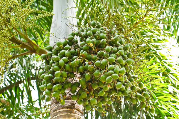 成熟的槟榔或有 ca 螺母棕榈树上