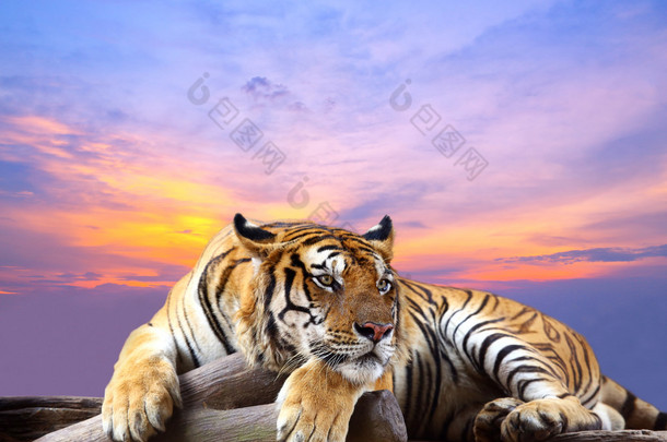 老虎看东西在岩石上着美丽的天空日落