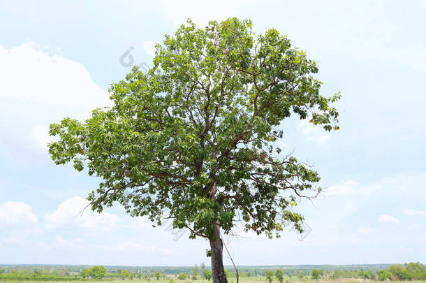 在蓝色天空背景下<strong>农村</strong>的热带树木.