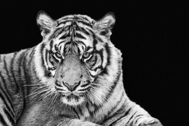 苏门答腊虎在黑色和白色的肖像