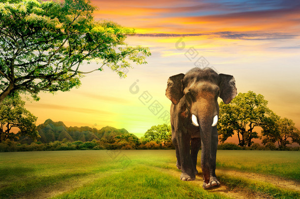 大象在日落