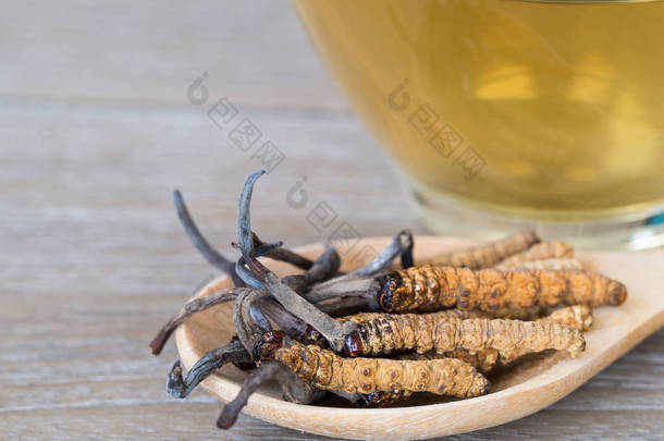 Ophiocordyceps 或蘑菇虫草这是一种草药放在木勺前, 一杯冬虫夏草水。在孤立的背景上。国家有机医学.