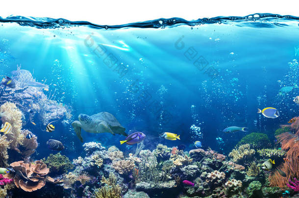 水下的场面与珊瑚礁和<strong>热带鱼</strong>