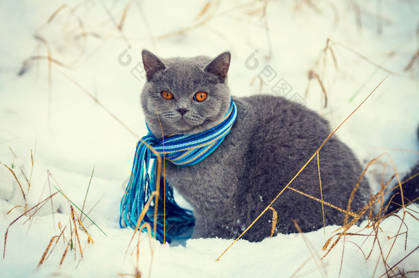 猫咪戴围巾
