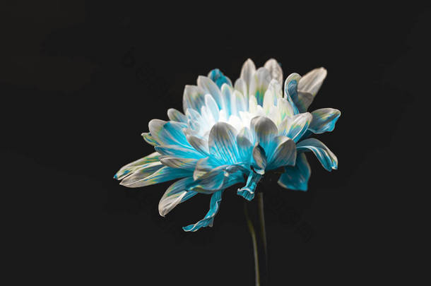 摄影棚拍摄的纯<strong>蓝</strong>色和<strong>白</strong>色雏菊花, 孤立的黑色
