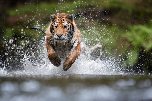 西伯利亚虎，虎，低角度照片在直接视图中，在水中直接在相机四处<strong>飞溅</strong>的水运行。攻击行动的食肉动物。老虎在针叶林环境.