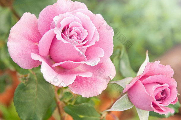 美丽的粉红色玫瑰花园里