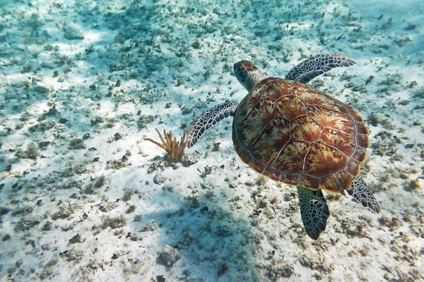绿海龟在加勒比海游泳