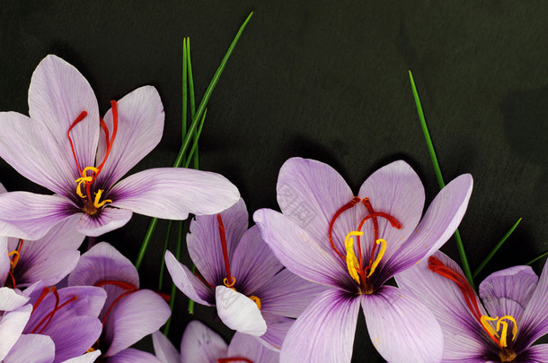 紫色美丽的<strong>藏红花</strong>西红花鲜花