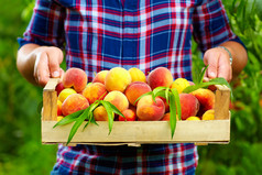 园丁抱着一箱夏季果实，果子已经熟透的桃子