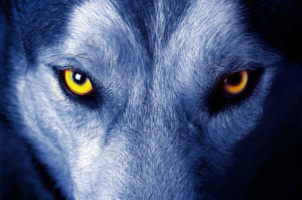 狼的眼睛