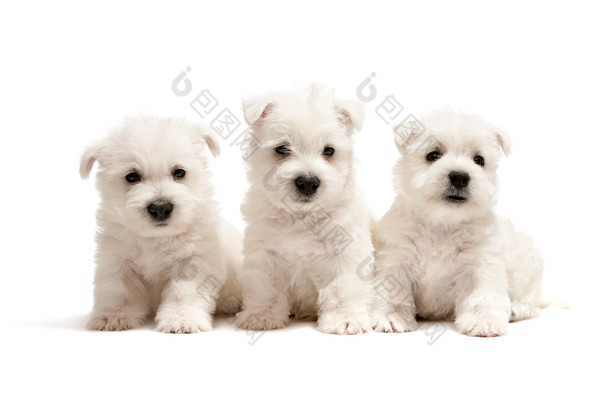 三个西部西高地白梗幼犬