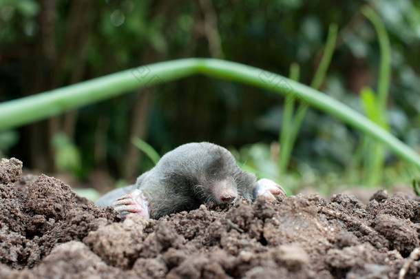 在土壤中的鼹鼠