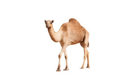 孤立的单个驼峰骆驼