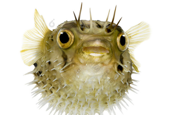 作为多刺 balloonfish-鱼虎也知道长脊柱 porcupinefish