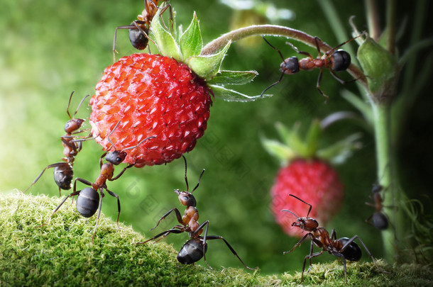 蚂蚁，采摘野生草莓，农业<strong>团队合作团队</strong>