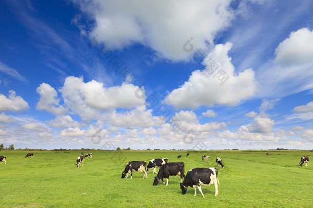 奶牛放牧在一个清新的绿色领域中