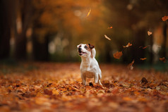 秋天的心情。杰克罗素梗犬狗用树叶。金黄色和红色的颜色