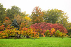 秋天的景色，在一个田园诗般的公园