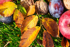 秋季水果和核桃