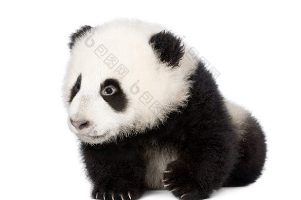 4 个月前白色背景的工作室拍摄老大熊猫大熊猫