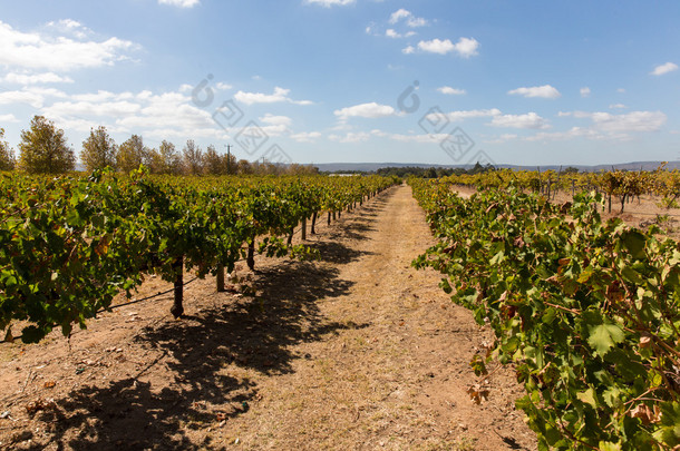 生产葡萄酒的葡萄树