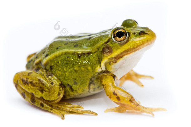 林蛙芋。在白色背景上的<strong>绿色</strong> (欧洲或水) 青蛙