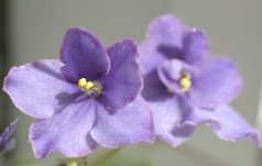 美丽的紫色花朵
