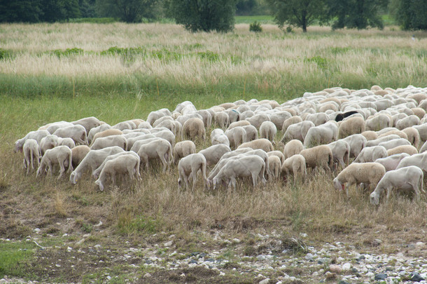 一群羊