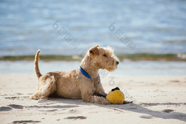 狗躺在海滩上，一个黄色的球