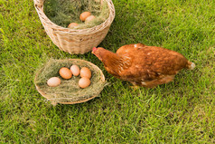 鸡肉和鸡蛋篮子里