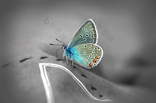 美丽的蝴蝶的特写 
