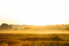 金色的早晨日出在薄雾的田野上