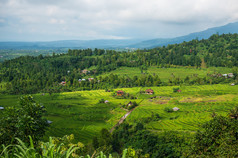 在巴厘岛的水稻梯田。村庄坐落在一个山谷间水稻梯田。在巴厘岛，印度尼西亚北部种植水稻.