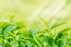 绿茶芽和新鲜的叶子。茶园.