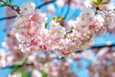  美丽的樱花樱花在春天的时候，在蓝蓝的天空.