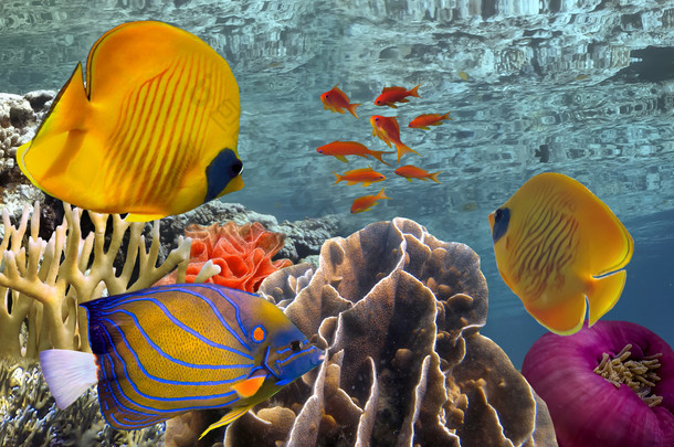珊瑚与 tropica 精彩、 <strong>美丽</strong>的海底世界