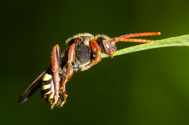 夹持叶与下颌骨，在配置文件中的蜜蜂游牧 （Nomada sp。）